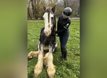 Tinker, Hongre, 10 Ans, 150 cm, Gris pommelé