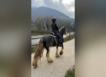 Tinker, Hongre, 10 Ans, 150 cm, Gris pommelé