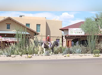 Tinker, Hongre, 10 Ans, 152 cm, Pinto