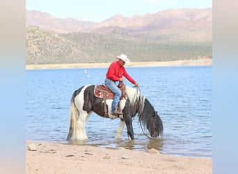 Tinker, Hongre, 10 Ans, 152 cm, Pinto