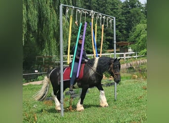 Tinker, Hongre, 10 Ans, 155 cm, Pinto