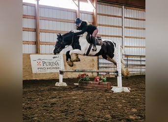 Tinker, Hongre, 10 Ans, 155 cm, Pinto