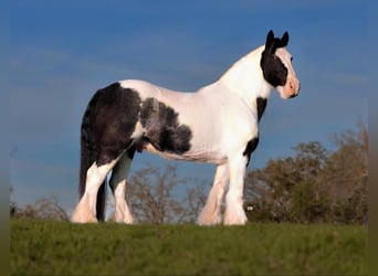 Tinker Croisé, Hongre, 10 Ans, 163 cm, Rouan Bleu
