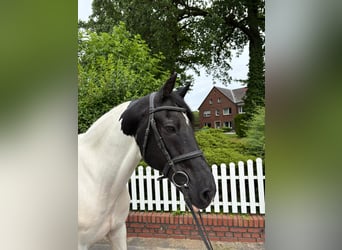 Tinker, Hongre, 10 Ans, 168 cm, Pinto