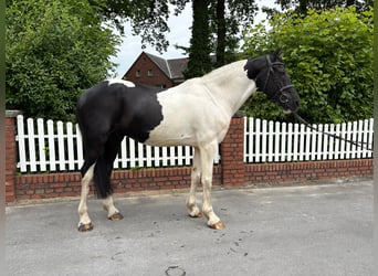 Tinker, Hongre, 10 Ans, 168 cm, Pinto