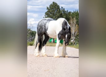 Tinker, Hongre, 10 Ans, Pinto