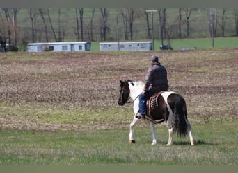 Tinker, Hongre, 10 Ans, Tobiano-toutes couleurs