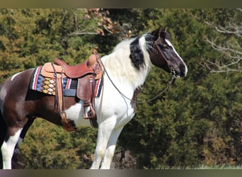 Tinker, Hongre, 10 Ans, Tobiano-toutes couleurs