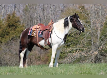 Tinker, Hongre, 10 Ans, Tobiano-toutes couleurs