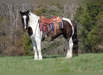 Tinker, Hongre, 10 Ans, Tobiano-toutes couleurs