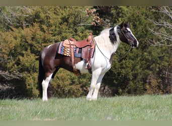 Tinker, Hongre, 10 Ans, Tobiano-toutes couleurs