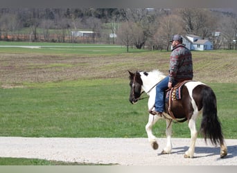 Tinker, Hongre, 10 Ans, Tobiano-toutes couleurs