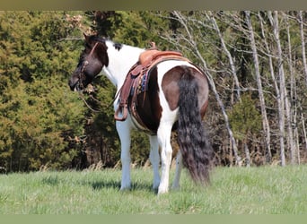 Tinker, Hongre, 10 Ans, Tobiano-toutes couleurs