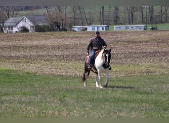 Tinker, Hongre, 10 Ans, Tobiano-toutes couleurs