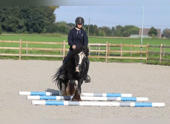 Tinker, Hongre, 11 Ans, 126 cm, Noir