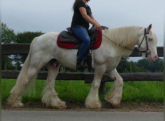 Tinker, Hongre, 11 Ans, 148 cm, Gris