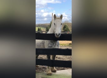 Tinker Croisé, Hongre, 11 Ans, 150 cm, Gris pommelé