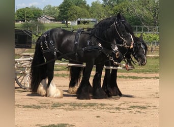 Tinker, Hongre, 11 Ans, 150 cm, Noir