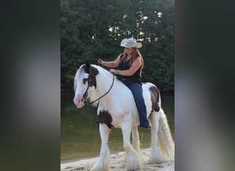 Tinker, Hongre, 11 Ans, 150 cm, Pinto