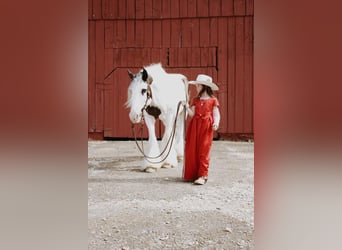 Tinker, Hongre, 11 Ans, 150 cm, Pinto