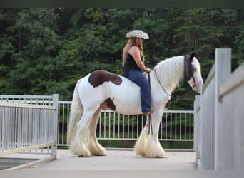 Tinker, Hongre, 11 Ans, 150 cm, Pinto