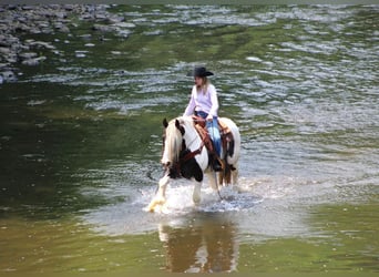 Tinker, Hongre, 11 Ans, 152 cm, Pinto