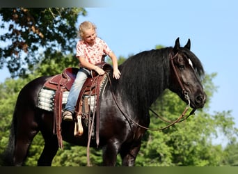 Tinker Croisé, Hongre, 11 Ans, 155 cm, Noir