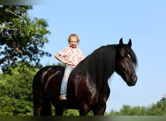 Tinker Croisé, Hongre, 11 Ans, 155 cm, Noir