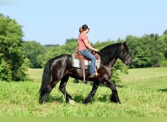 Tinker Croisé, Hongre, 11 Ans, 155 cm, Noir