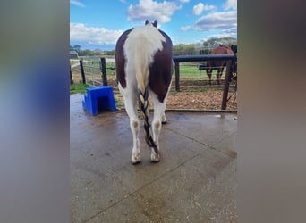 Tinker, Hongre, 11 Ans, Tobiano-toutes couleurs