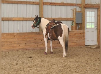 Tinker, Hongre, 11 Ans, Tobiano-toutes couleurs