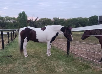 Tinker, Hongre, 11 Ans, Tobiano-toutes couleurs
