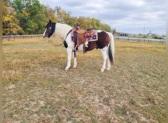 Tinker, Hongre, 11 Ans, Tobiano-toutes couleurs