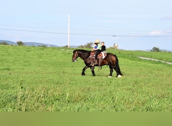 Tinker, Hongre, 12 Ans, 147 cm, Bai brun