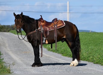 Tinker, Hongre, 12 Ans, 147 cm, Bai brun