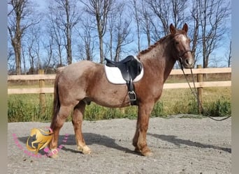 Tinker Croisé, Hongre, 12 Ans, 147 cm, Rouan Rouge