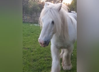 Tinker, Hongre, 13 Ans, 145 cm, Gris