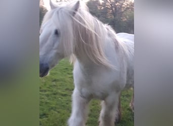 Tinker, Hongre, 13 Ans, 145 cm, Gris