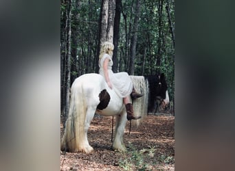 Tinker, Hongre, 14 Ans, 147 cm, Pinto