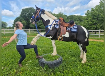 Tinker Croisé, Hongre, 14 Ans, 156 cm, Pinto