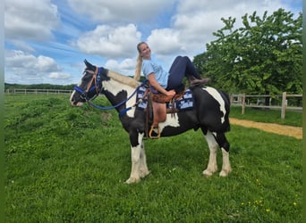 Tinker Croisé, Hongre, 14 Ans, 156 cm, Pinto