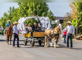 Tinker, Hongre, 15 Ans, 142 cm, Palomino
