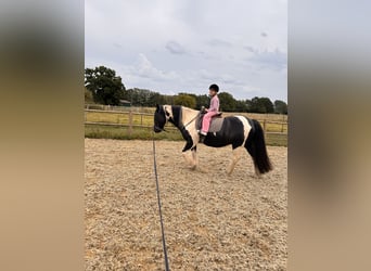 Tinker, Hongre, 15 Ans, 155 cm, Pinto