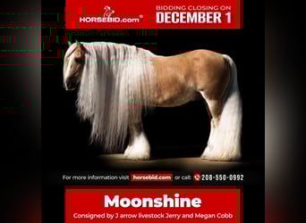 Tinker, Hongre, 16 Ans, 142 cm, Palomino