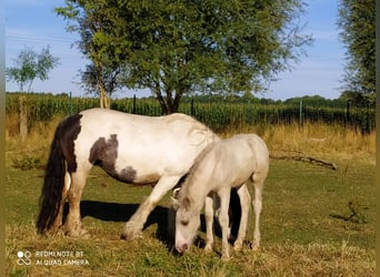 Tinker, Hongre, 1 Année, 138 cm, Pinto