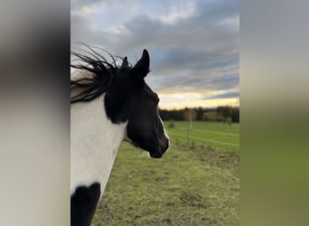 Tinker Croisé, Hongre, 2 Ans, 150 cm, Pinto