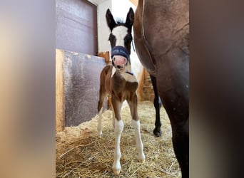 Tinker Croisé, Hongre, 2 Ans, 150 cm, Pinto