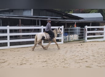 Tinker, Hongre, 3 Ans, 125 cm, Pinto