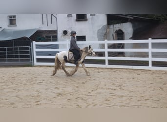 Tinker, Hongre, 3 Ans, 125 cm, Pinto