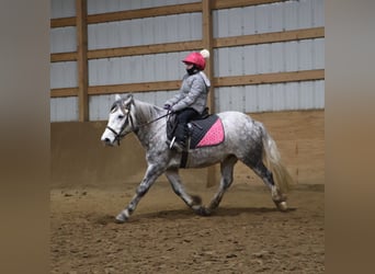 Tinker, Hongre, 3 Ans, 127 cm, Gris